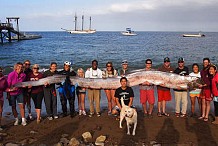 Un poisson de plus de 5 mètres de long pêché en Californie