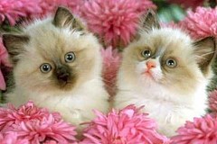 Du vin pour les chats au japon Du vin pour les chats au japon