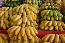 La Banque Mondiale et le Waapp satisfaits de la plate-forme de banane plantain