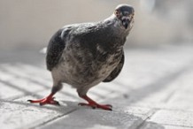 Belgique : des pigeons de compétition contrôlés positifs… à la cocaïne !