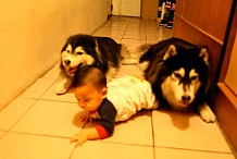 Trop mignon : deux chiens imitent un bébé!