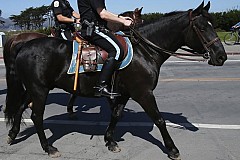Un an de prison pour un supporteur qui avait frappé un cheval Un an de prison pour un supporteur qui avait frappé un cheval