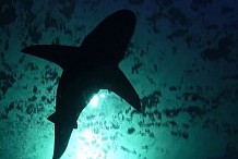 Nouvelle attaque de requin à La Réunion
