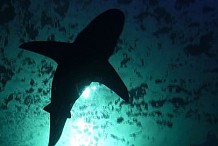 Nouvelle attaque de requin à La Réunion
