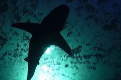 Nouvelle attaque de requin à La Réunion
Nouvelle attaque de requin à La Réunion