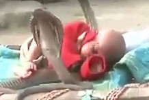 ( VIDEO) Les cobras mortels protègent un bébé