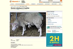 Il vend son mouton à cinq pattes sur Leboncoin.fr