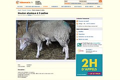 Il vend son mouton à cinq pattes sur Leboncoin.fr Il vend son mouton à cinq pattes sur Leboncoin.fr