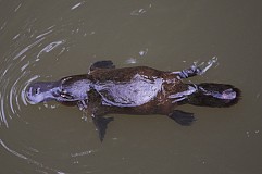 (VIDEO) Australie : découverte d'un fossile d'ornithorynque géant (VIDEO) Australie : découverte d'un fossile d'ornithorynque géant