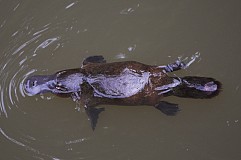 (VIDEO) Australie : découverte d'un fossile d'ornithorynque géant