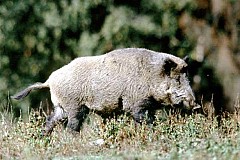 Un sanglier nage 11km jusqu'à l'île anglo-normande d'Aurigny Un sanglier nage 11km jusqu'à l'île anglo-normande d'Aurigny