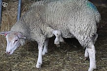 Un mouton à 5 pattes à vendre sur Internet