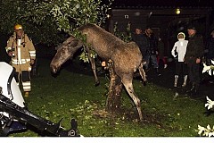 (VIDEO) Des Animaux… Ivres (VIDEO) Des Animaux… Ivres