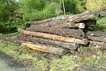 Des billes de bois se détachent d'un camion font un mort et plusieurs blessés graves