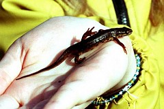 La végétarienne découvre un triton dans sa salade. La végétarienne découvre un triton dans sa salade.