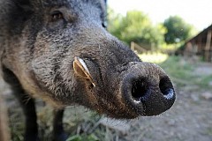Un sanglier pris en chasse dans les rues de Toulouse Un sanglier pris en chasse dans les rues de Toulouse