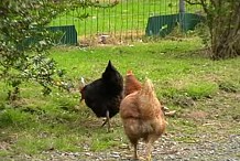 (VIDEO) Deux poulets interviennent pour arrêter une bagarre.