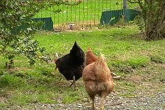 (VIDEO) Deux poulets interviennent pour arrêter une bagarre. (VIDEO) Deux poulets interviennent pour arrêter une bagarre.