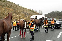 Un accident improbable entre une voiture et un cheval. Un accident improbable entre une voiture et un cheval.