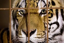 (VIDEO) Mexique : Un tigre tue son maître en plein spectacle