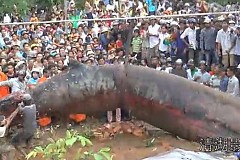 Une créature étrange et monstrueuse a été découverte au Vietnam. Une créature étrange et monstrueuse a été découverte au Vietnam.