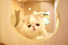 (VIDEO) Bun Bun, le chaton qui aboie comme un chien (VIDEO) Bun Bun, le chaton qui aboie comme un chien
