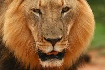 (VIDEO) Un lion tue une lionne du zoo