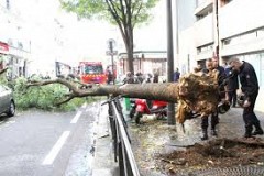 Un arbre leur tombe dessus en pleine rue.