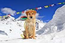 Sauvé d'une mort certaine; il devient le 1er chien à escalader l'Everest.