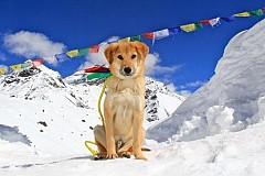 Sauvé d'une mort certaine; il devient le 1er chien à escalader l'Everest. Sauvé d'une mort certaine; il devient le 1er chien à escalader l'Everest.