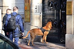 Wolf, un chien policier, meurt en s'étouffant avec son jouet Wolf, un chien policier, meurt en s'étouffant avec son jouet