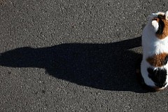 Le chat envoie un SMS de détresse aux urgences. Le chat envoie un SMS de détresse aux urgences.