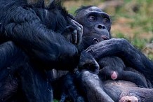 Les bonobos accros à la télé ?