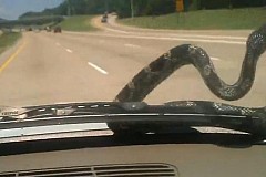 En Australie, un serpent fait paniquer un automobiliste.