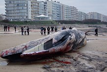 (VIDEO) Une baleine 