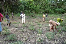 Les experts ouest-africains réfléchissent sur la gestion des crises alimentaires