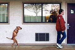 Amputé des pattes arrière, ce chien ne se déplace que sur deux pattes. Amputé des pattes arrière, ce chien ne se déplace que sur deux pattes.