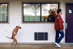 Amputé des pattes arrière, ce chien ne se déplace que sur deux pattes.