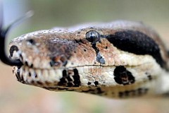 80 reptiles dans un appartement de 10 M2.