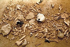 Découverte macabre à Koumassi: des ossements humains retrouvés dans un caniveau. Découverte macabre à Koumassi: des ossements humains retrouvés dans un caniveau.