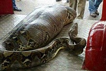 Inde : un homme avalé en entier par un python