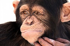 Procédure judiciaire pour qu'un chimpanzé soit reconnu comme personne.