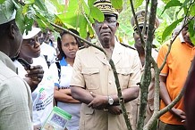 Agriculture / Filière cacao : la fraude sur les pesticides estimée à 35 % (ministère)