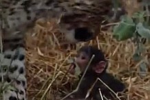 (VIDEO) L'émouvante réaction d'un léopard face au bébé de sa proie.