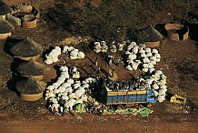 La Côte d’Ivoire tente de nouvelles mesures afin de rendre le coton plus attractif pour les agriculteurs