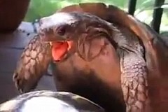 Vidéo rare: Pendant un accouplement une tortue gémit comme un homme. Regardez
