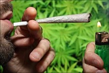 Selon une étude, le cannabis ferait grossir les seins chez l'homme et diminuerait la taille de ses testicules.