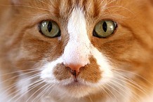 Japon : il vole pour nourrir 120 chats