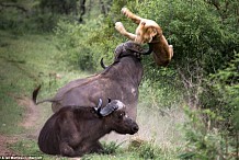 (VIDEO) Un buffle fait voler un lion pour sauver l'un des siens.
