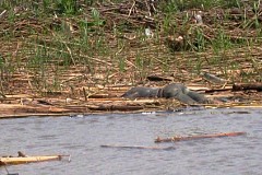  Le corps sans vie d'une fille découvert dans une rivière à Duékoué.